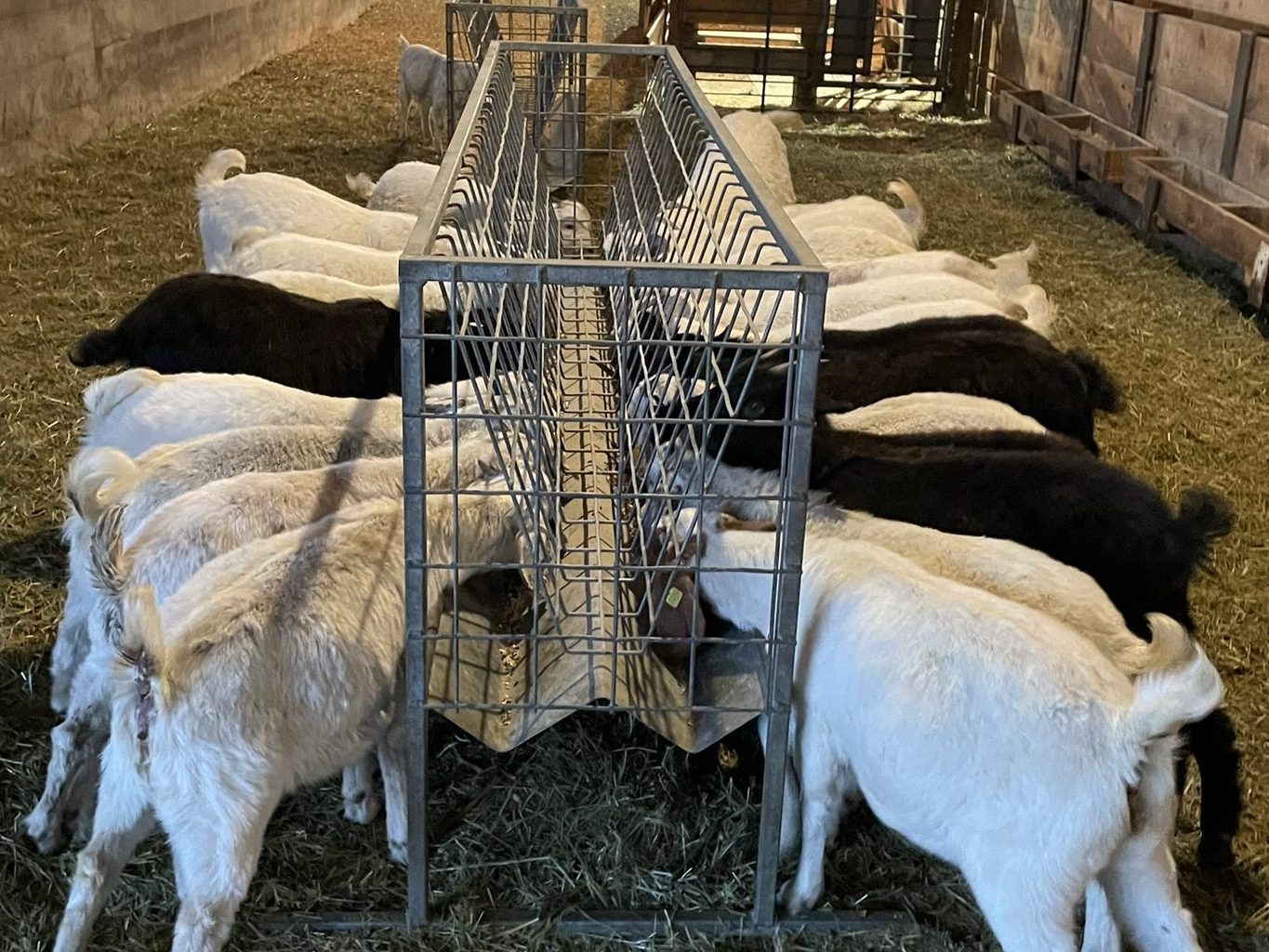 Spanish and Savanna Goats