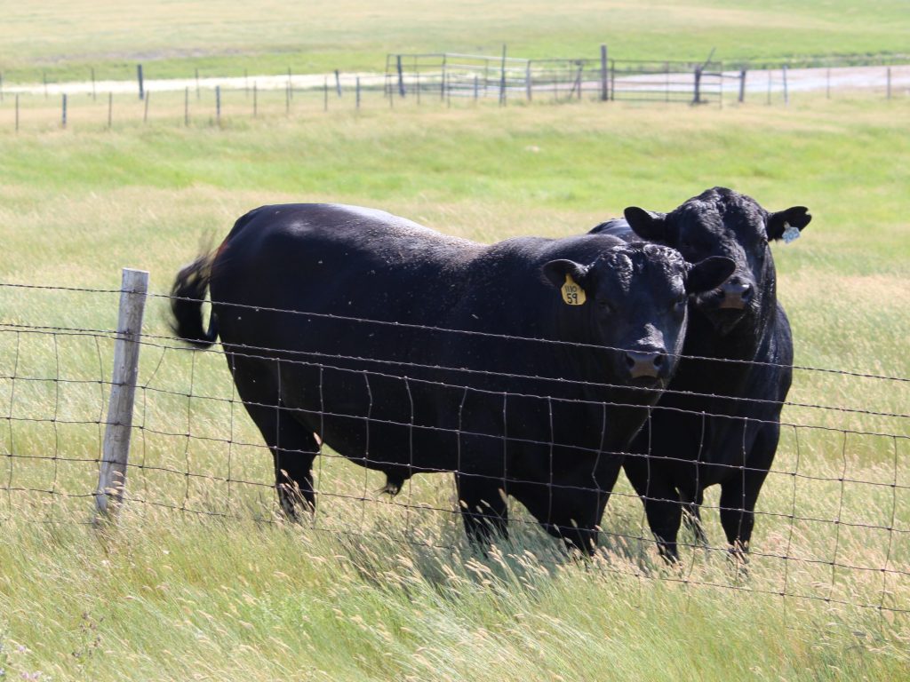 Black Angus Cattle